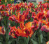 Тюльпан Раста Пэррот (Tulipa Rasta Parrot), 10 шт (разбор 12/14)