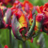 Тюльпан Раста Пэррот (Tulipa Rasta Parrot), 10 шт (разбор 12/14)