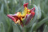 Тюльпан Раста Пэррот (Tulipa Rasta Parrot), 10 шт (разбор 12/14)