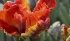 Тюльпан Раста Пэррот (Tulipa Rasta Parrot), 10 шт (разбор 12/14)