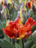 Тюльпан Раста Пэррот (Tulipa Rasta Parrot), 10 шт (разбор 12/14)