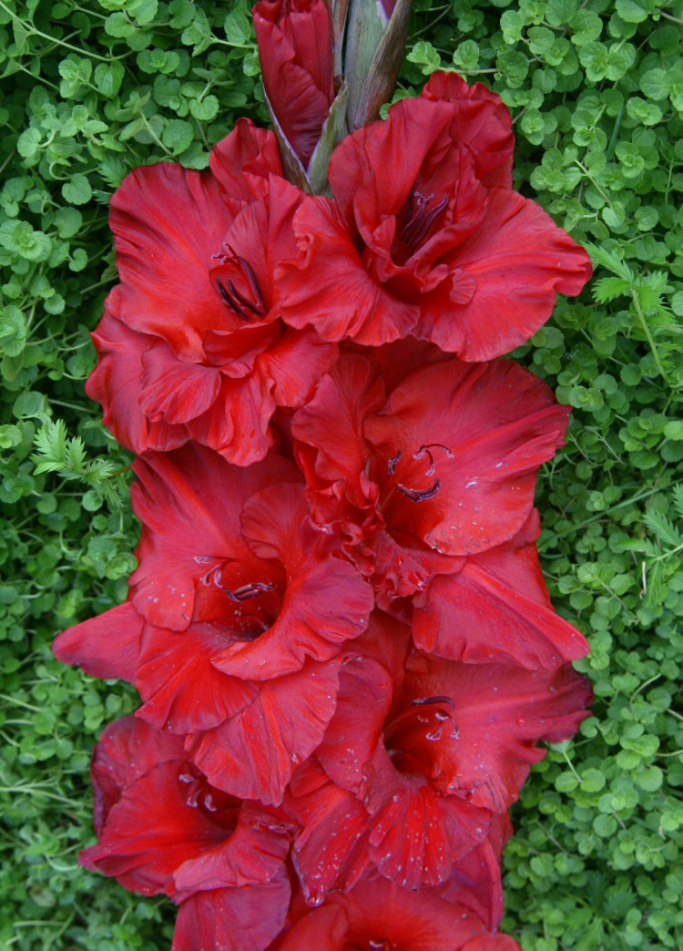 Гладиолус красная москва фото и описание сорта