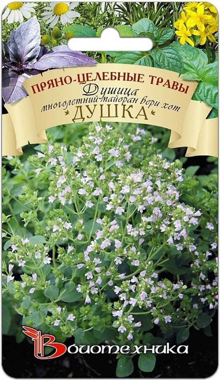 Где Купить Масло Душица