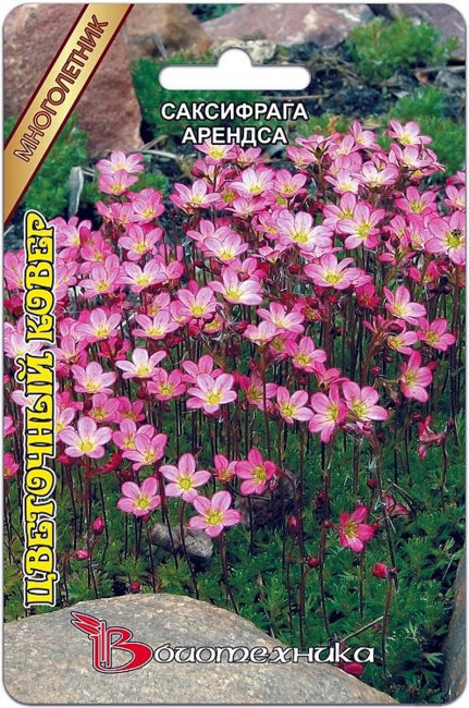 Саксифрага Арендса Цветочный Ковер, 150 шт семян