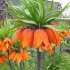 Рябчик императорский Аврора (Fritillaria imperialis Aurora), 1 шт (разбор 22/24)
