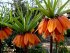 Рябчик императорский Аврора (Fritillaria imperialis Aurora), 1 шт (разбор 22/24)