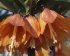 Рябчик императорский Аврора (Fritillaria imperialis Aurora), 1 шт (разбор 22/24)