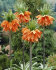 Рябчик императорский Аврора (Fritillaria imperialis Aurora), 1 шт (разбор 22/24)
