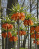 Рябчик императорский Аврора (Fritillaria imperialis Aurora), 1 шт (разбор 22/24)