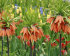 Рябчик императорский Аврора (Fritillaria imperialis Aurora), 1 шт (разбор 22/24)