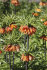 Рябчик императорский Аврора (Fritillaria imperialis Aurora), 1 шт (разбор 22/24)
