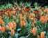 Рябчик императорский Аврора (Fritillaria imperialis Aurora), 1 шт (разбор 22/24)