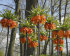 Рябчик императорский Аврора (Fritillaria imperialis Aurora), 1 шт (разбор 22/24)