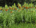 Рябчик императорский Аврора (Fritillaria imperialis Aurora), 1 шт (разбор 22/24)