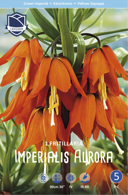 Рябчик императорский Аврора (Fritillaria imperialis Aurora), 1 шт (разбор 22/24)