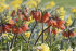 Рябчик императорский Аврора (Fritillaria imperialis Aurora), 1 шт (разбор 22/24)