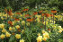 Рябчик императорский Аврора (Fritillaria imperialis Aurora), 1 шт (разбор 22/24)