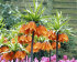 Рябчик императорский Аврора (Fritillaria imperialis Aurora), 1 шт (разбор 22/24)