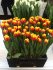 Тюльпан Шелл (Tulipa Shell), 10 шт (разбор 11/12)