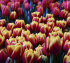 Тюльпан Шелл (Tulipa Shell), 10 шт (разбор 11/12)