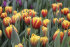 Тюльпан Шелл (Tulipa Shell), 10 шт (разбор 11/12)