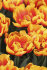 Тюльпан Шелл (Tulipa Shell), 10 шт (разбор 11/12)