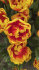 Тюльпан Шелл (Tulipa Shell), 10 шт (разбор 11/12)