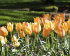 Тюльпан Баталини Брайт Джем (Tulipa Batalinii Bright Gem), 15 шт