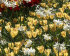 Тюльпан Баталини Брайт Джем (Tulipa Batalinii Bright Gem), 15 шт