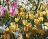 Тюльпан Баталини Брайт Джем (Tulipa Batalinii Bright Gem), 15 шт