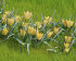 Тюльпан Баталини Брайт Джем (Tulipa Batalinii Bright Gem), 15 шт