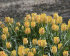 Тюльпан Баталини Брайт Джем (Tulipa Batalinii Bright Gem), 15 шт