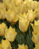 Тюльпан Баталини Брайт Джем (Tulipa Batalinii Bright Gem), 15 шт