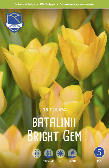 Тюльпан Баталини Брайт Джем (Tulipa Batalinii Bright Gem), 15 шт