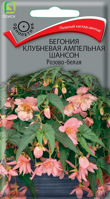 Бегония клубневая ампельная Шансон Розово-белая, 10 шт семян