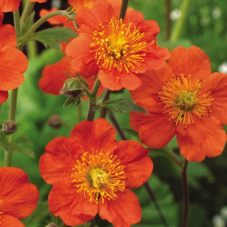 Цветы оранжевого цвета названия и фото садовые многолетние