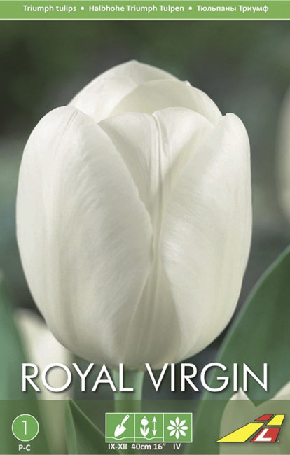 Тюльпан Роял Вирджин (Tulipa Royal Virgin), 5 шт (разбор 11/12)