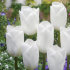 Тюльпан Роял Вирджин (Tulipa Royal Virgin), 5 шт (разбор 11/12)