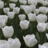 Тюльпан Роял Вирджин (Tulipa Royal Virgin), 5 шт (разбор 11/12)