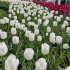 Тюльпан Роял Вирджин (Tulipa Royal Virgin), 5 шт (разбор 11/12)