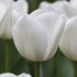 Тюльпан Роял Вирджин (Tulipa Royal Virgin), 5 шт (разбор 11/12)