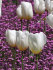 Тюльпан Роял Вирджин (Tulipa Royal Virgin), 5 шт (разбор 11/12)