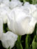 Тюльпан Роял Вирджин (Tulipa Royal Virgin), 5 шт (разбор 11/12)