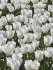 Тюльпан Роял Вирджин (Tulipa Royal Virgin), 5 шт (разбор 11/12)
