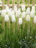 Тюльпан Роял Вирджин (Tulipa Royal Virgin), 5 шт (разбор 11/12)