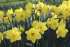 Нарцисс Датч Мастер (Narcissus Dutch Master), 5 шт (разбор 12/14)