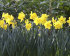 Нарцисс Датч Мастер (Narcissus Dutch Master), 5 шт (разбор 12/14)