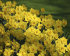 Нарцисс Датч Мастер (Narcissus Dutch Master), 5 шт (разбор 12/14)