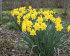 Нарцисс Датч Мастер (Narcissus Dutch Master), 5 шт (разбор 12/14)