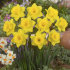 Нарцисс Датч Мастер (Narcissus Dutch Master), 5 шт (разбор 12/14)